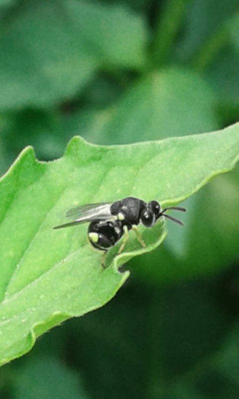 Chalcididae: Brachymeria sp.?... Chalcididae sp.